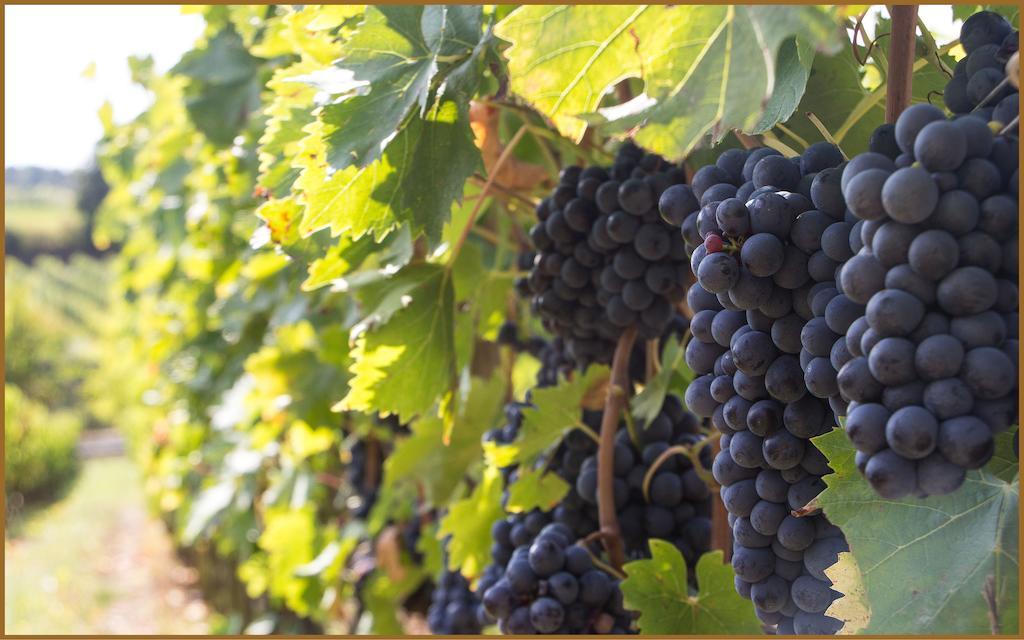 Villa Loggio Winery And Boutique Hotel Cortona Exterior photo