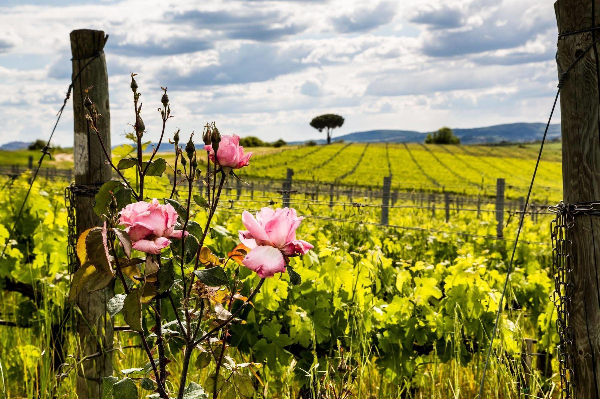 Villa Loggio Winery And Boutique Hotel Cortona Exterior photo